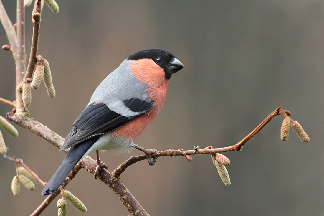 Bullfinch male 3 